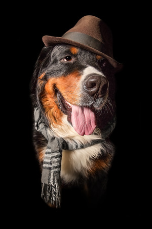 bernese mountain dog in scarf and hat posing in dark at studioの写真素材