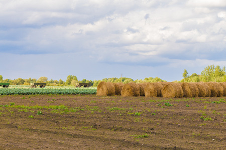 cabbage field with row of rolled hayの写真素材