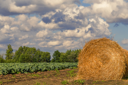 rolled hay at the cabbage fieldの写真素材