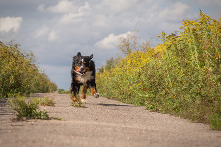 happy dog jumping running at summer roadの写真素材