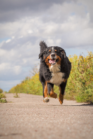 happy dog jumping running at summer roadの写真素材