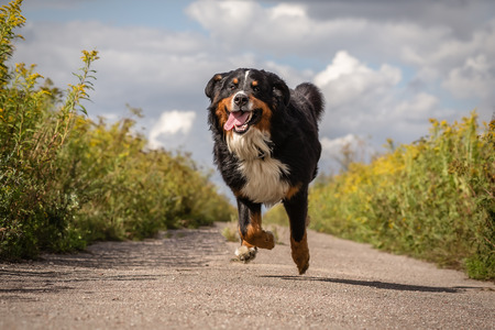 happy dog jumping running at summer roadの写真素材