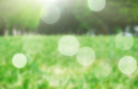 green spring grass blurred backgroundの写真素材