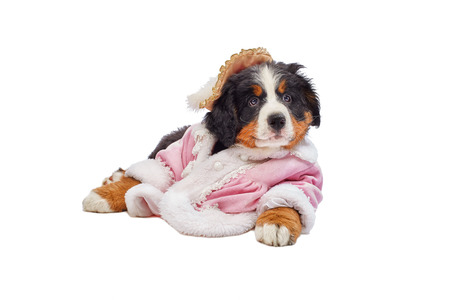 bernese mountain dog puppy posing isolated on whiteの写真素材