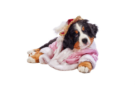 bernese mountain dog puppy posing dressed isolated on whiteの写真素材
