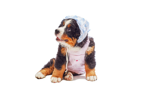 bernese mountain dog puppy dressed posing isolated on whiteの写真素材