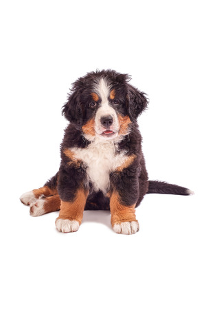 bernese mountain dog puppy sitting isolated on whiteの写真素材