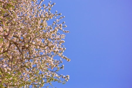 twigs with blossoming pink flowers on clear sky background with copyspaceの写真素材