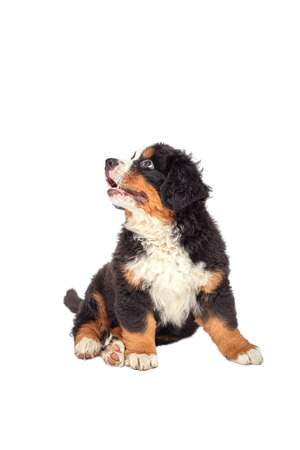 bernese mountain dog puppy sitting isolated on whiteの写真素材