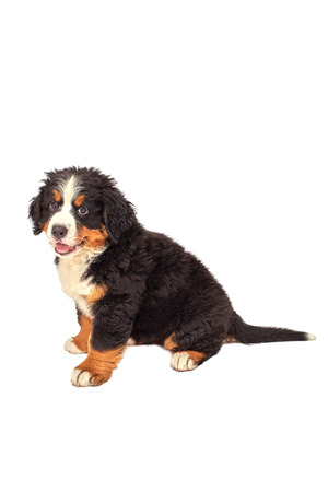 bernese mountain dog puppy sitting isolated on whiteの写真素材
