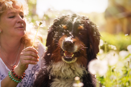 woman playing with bernese mountain dog sitting in dandelions, toned imageの写真素材