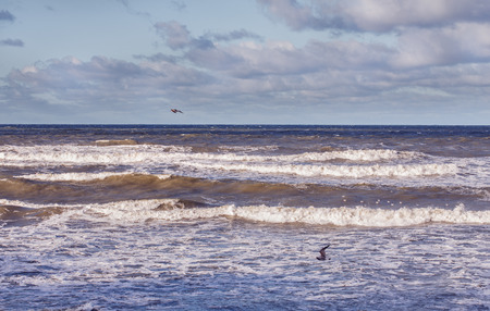 stormy winter Baltic sea with flying seagullsの写真素材
