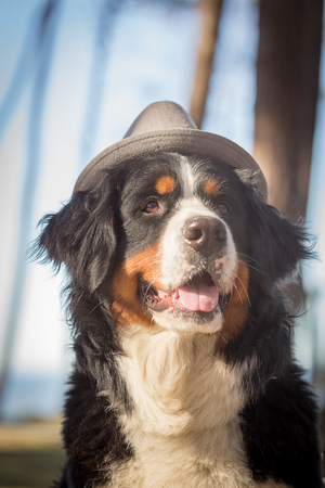 bernese mountain dog in hat closeup portraitの写真素材