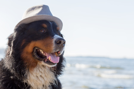 bernese mountain dog sitting at sunny sea beach