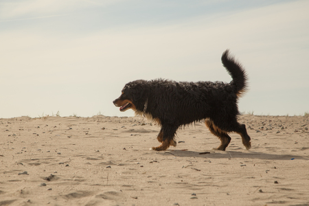 bernese mountain dog walking on sand in desertの写真素材
