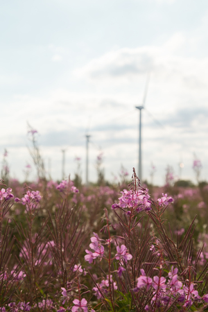 Chamerion angustifolium in field with wind millsの写真素材