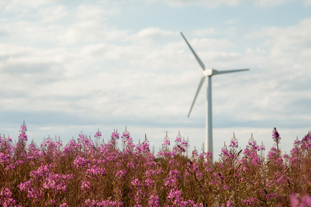 Chamerion angustifolium in field with wind millsの写真素材