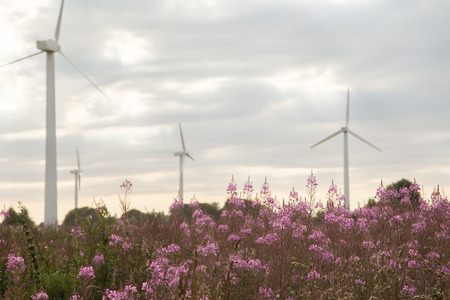 Chamerion angustifolium in field with wind millsの写真素材