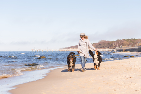 Woman with bernese mountain dogs on sea beachの写真素材