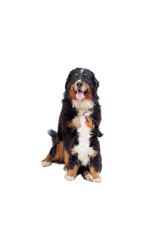 Dog with puppy isolated on white backgroundの写真素材
