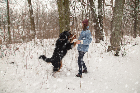 young woman in winter forest with bernese mountain dog plays dancing under falling snowの写真素材