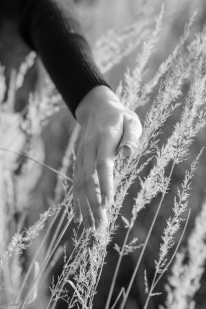 young female hand over autumn dry grass, monochromeの写真素材