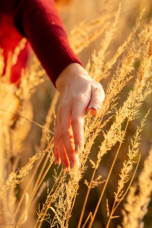young female hand over autumn dry grass