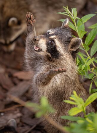 two raccoons stand on hinder legs looks upの写真素材