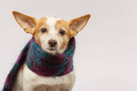 jack russell terrier dog with scarf on white background looks ahead front viewの写真素材