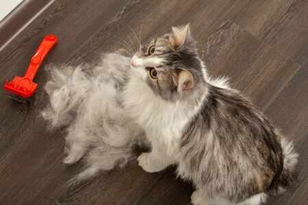 cat after grooming sitting on wooden floor near his woolの写真素材