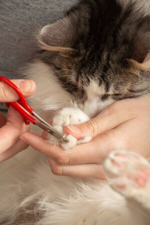 young woman cuts her cat's claws closeup viewの写真素材