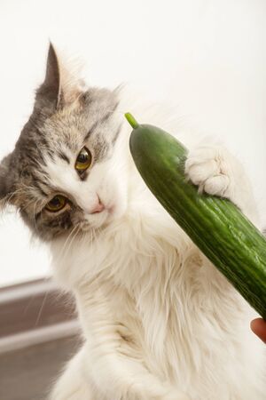 fun fluffy cat plays with cucumber eats it closeup viewの写真素材