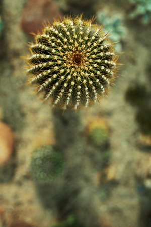 cactus close-up macro on blurred background with copy spaceの写真素材