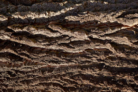 old oak bark closeup texture macro backgroundの写真素材