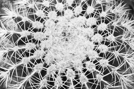 big cactus top view close-up macro, monochromeの写真素材