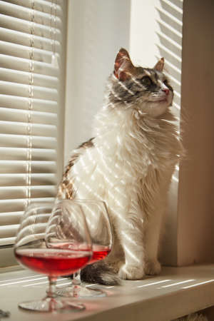fluffy domestic cat in sun light sitting on window looks asideの写真素材