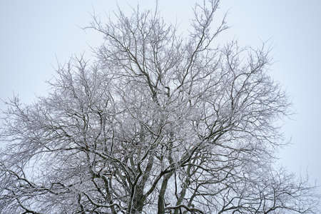 single winter tree with snow on branches closeup on sky backgroundの写真素材