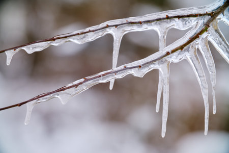 spring icicles on frozen branches and twigs closeup view