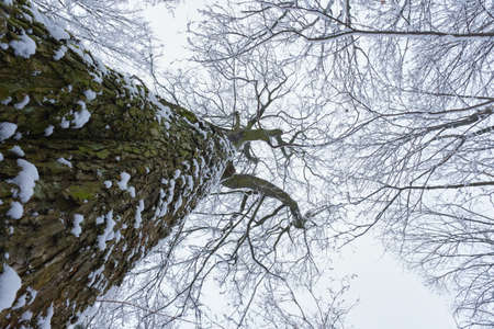 single winter tree with snow on branches closeup on sky background