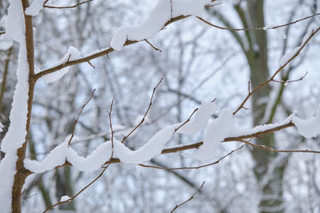 the snow lies bizarrely on the branches in the winter forestの写真素材