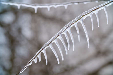 spring icicles on frozen branches and twigs closeup view