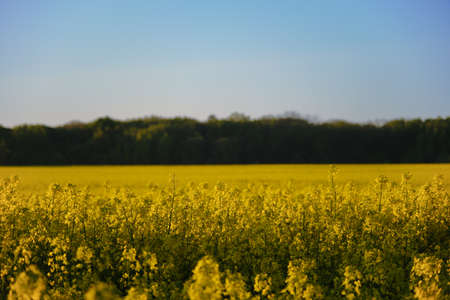 blooming rapeseed field with clean blue sky landscape