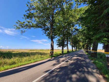 empty country asphalt road with trees under clear skyの写真素材