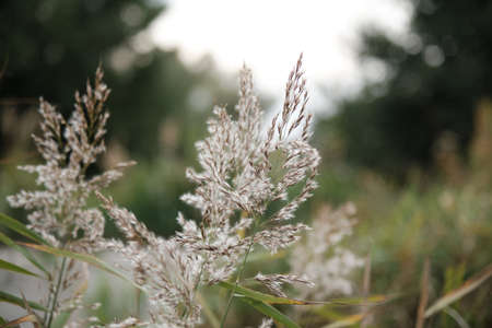 Grass reed cane on blurred background. concept of autumn. Dry grass closeup viewの写真素材