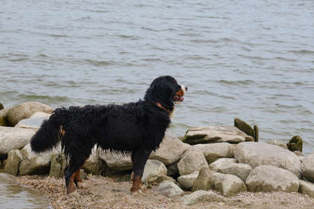 Bernese mountain dog standing near water on coast and looking aside
