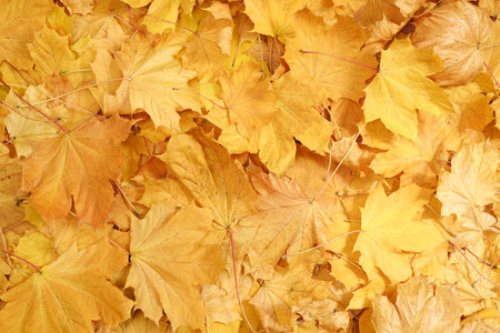 yellow maple autumn leaves background closeup top view