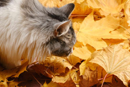 fluffy young cute cat walking on yellow maple leaves closeup image