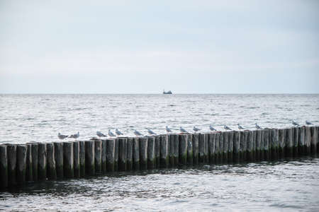 seagulls sitting on breakwater in evening seaの写真素材
