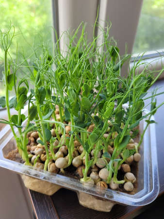 Close-up of peas microgreens with seeds and roots. Sprouting Microgreens. Seed Germination at home....