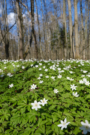 white spring flowers on sunny lawn in forest closeupの写真素材